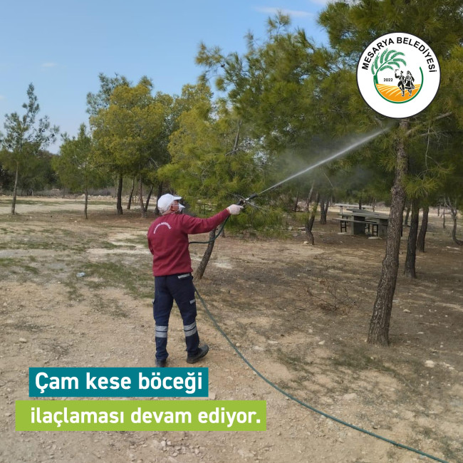 ÇAM KESE BÖCEĞİ İLAÇLAMASI DEVAM EDİYOR.